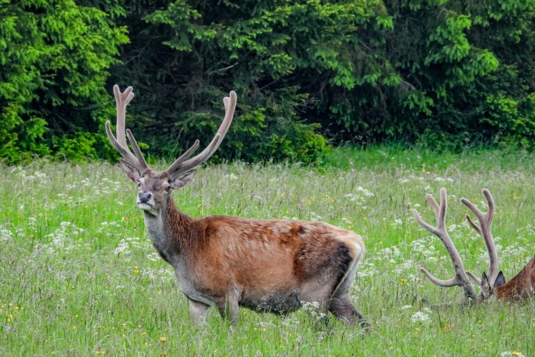 Hirsche im Jagdrevier
